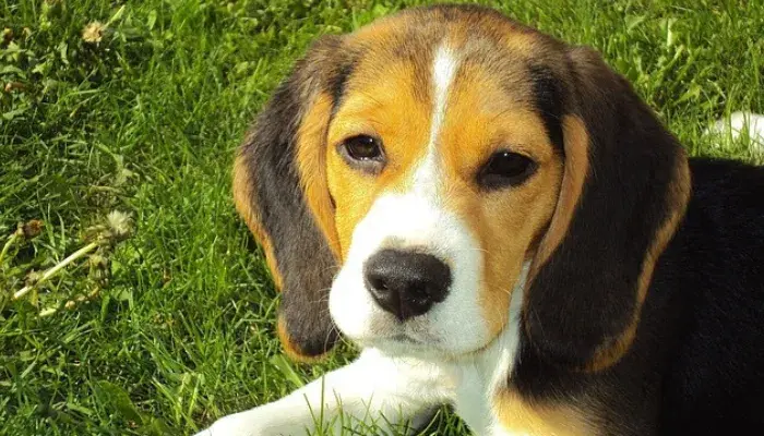 Beagle – Um Orelhudo Que Aquece Muitos Corações