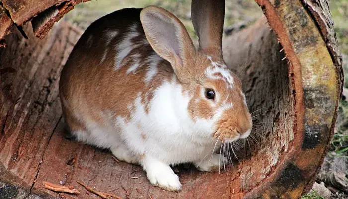 coelhos de estimacao carinho e diversao garantidos conheca as racas