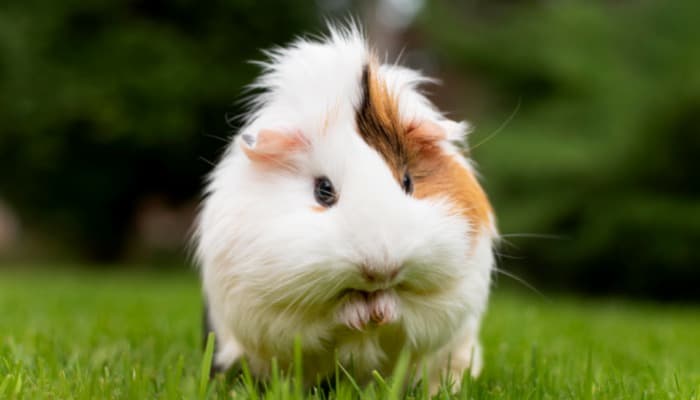 Você deseja muito ter um porquinho-da-índia? Conheça algumas curiosidades!