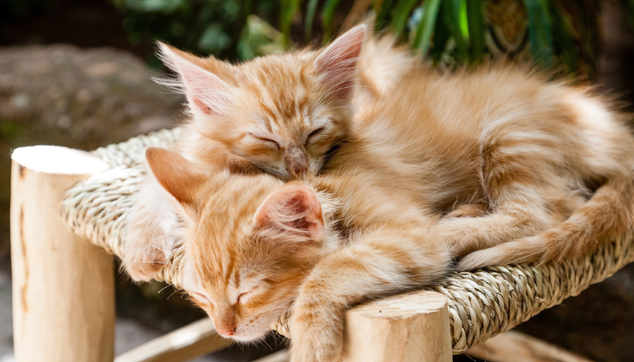 A Elegância De Um Gato Sem Raça Definida – Confira A Beleza Desse Bichinho