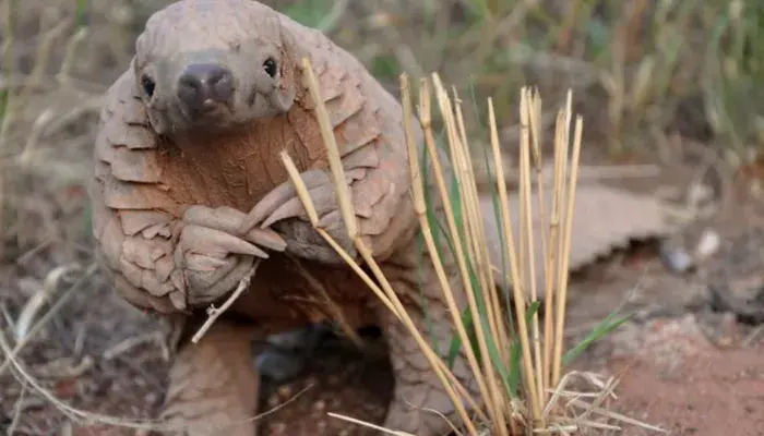 Conheça 5 animais fofos e estranhos