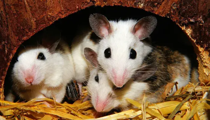 Brincalhões e engraçados: Veja como é divertido ter um rato de estimação!