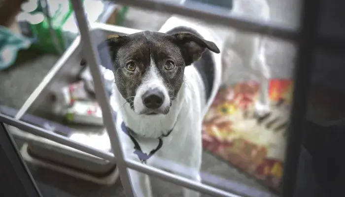 Cachorros vira-latas nos corações dos brasileiros! Uma experiência que vale a pena