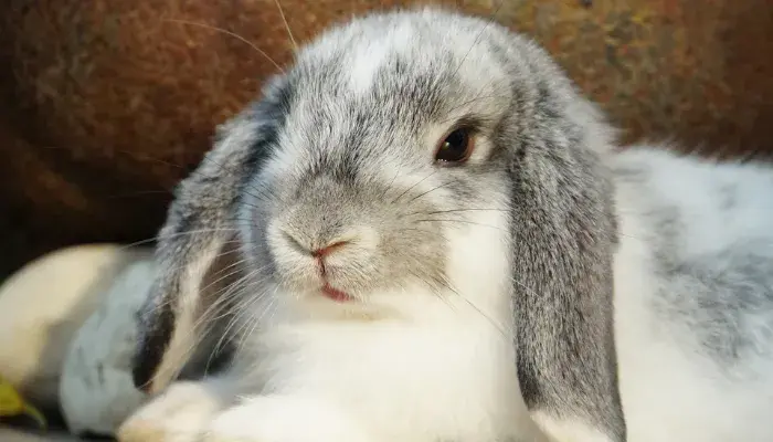 Quer um animal de estimação dócil e fácil de cuidar?