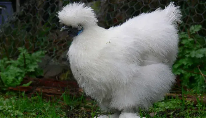 A Galinha Sedosa Do Japão É Perfeita Como Pet! Veja Mais Sobre Ela