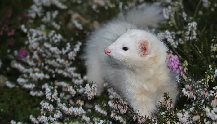 Furões Domésticos A paixão que você está procurando ─ Não fique sozinho!
