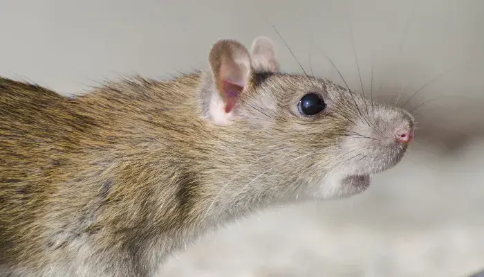 Rato Ou Camundongo? Qual Roedor É O Melhor Bichinho De Estimação?