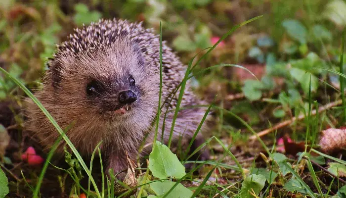 O Charme Dos Espinhos: Descubra Os Encantos Do Ouriço-Terrestre