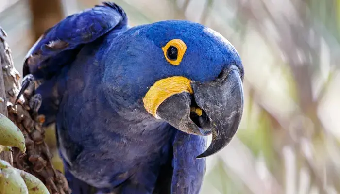 Arara-azul: a importância de proteger uma das aves mais belas do mundo