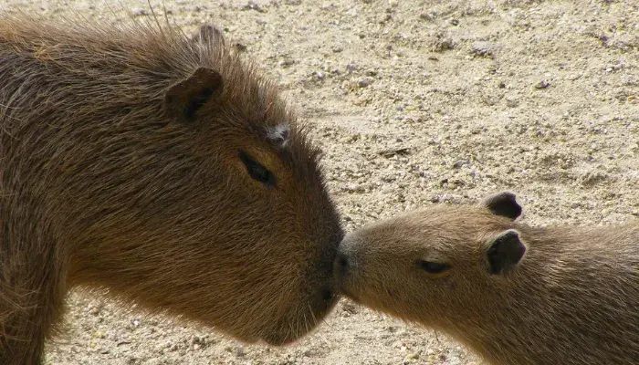 Capivaras: A Nova Tendência Em Animais De Estimação