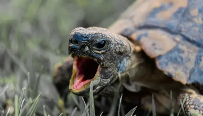 Uma Tartaruga Doméstica Pode Trazer Muitas Alegrias Para Sua Casa ─ Entenda Como!