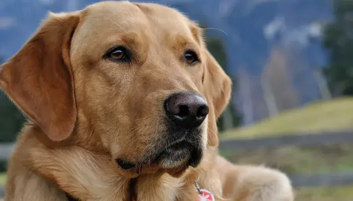 Descubra Os Motivos Incríveis Para Ter Um Labrador: Um Cão Que Vale A Pena!