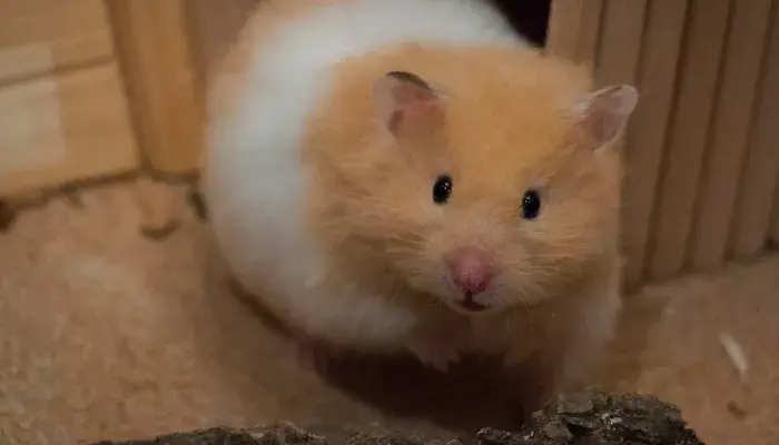 Guia Completo Para Escolher O Roedor De Estimação Perfeito Para Sua Família