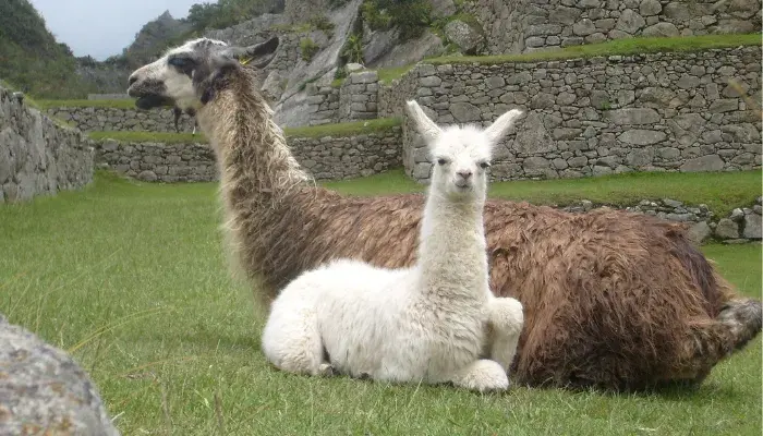 Conheça A Magia Das Lhamas: Amigáveis E Divertidas!