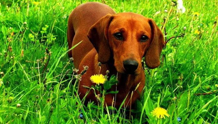 Dachshund – O Salsichinha Companheiro E Leal