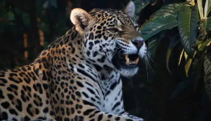 O que faz da onça-pintada um dos animais mais admirados do mundo?