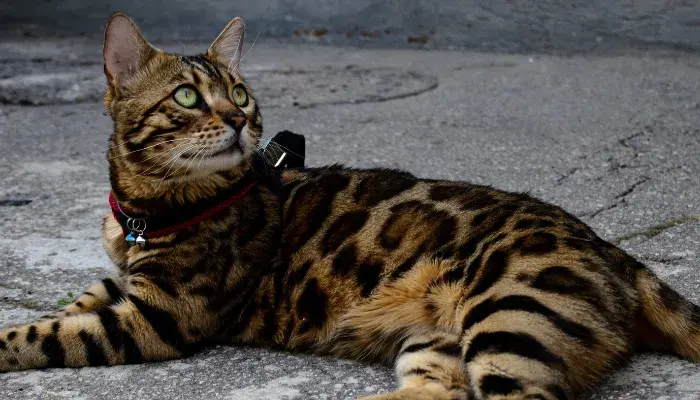 10 Raças De Gatos Mais Comuns No Brasil – Adivinhe Quais São!