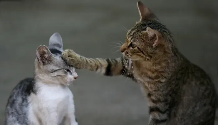 Compreenda A Personalidade Dos Gatos: Comportamento Felino ─ Saiba Mais!