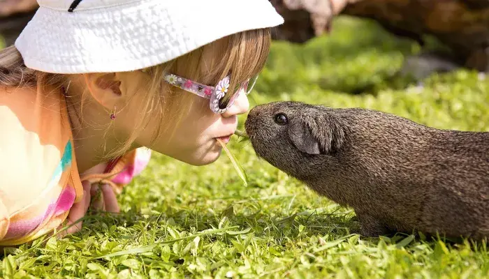 Porquinhos da Índia: Fofos, divertidos e cheios de personalidade!