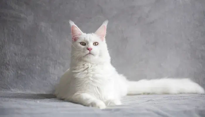 Maine Coon: o gato perfeito para quem procura amor, lealdade e diversão!