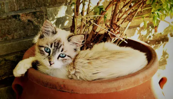 Descubra Os Segredos Por Trás Dos Comportamentos Bizarros Dos Gatos - Mantenha Seu Felino Intrigado