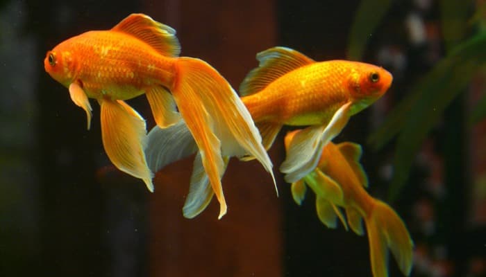 Mantenha A Serenidade Em Casa Com Peixes Ornamentais