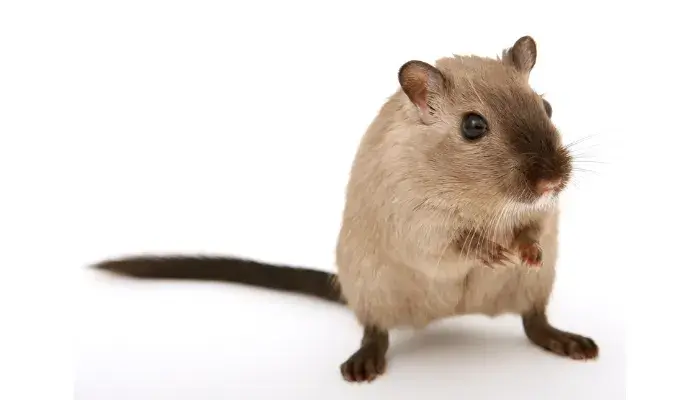 Descubra Os Segredos Do Esquilo-Da-Mongólia