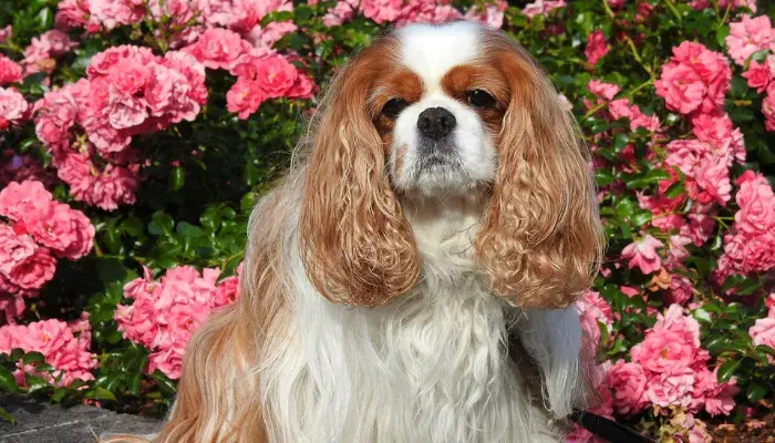 Descubra Como Um Cavalier King Charles Spaniel Pode Mudar Sua Vida