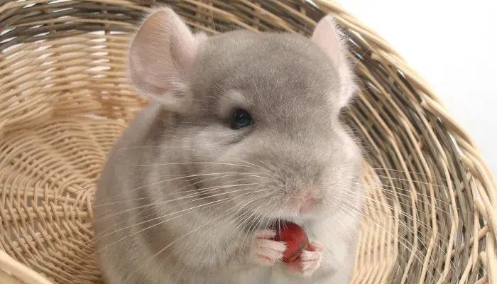 Guia Completo Para Escolher O Roedor De Estimação Perfeito Para Sua Família