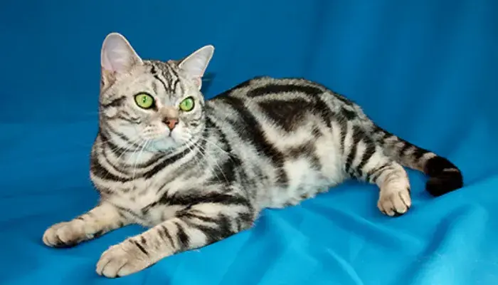Descubra Os 5 Motivos Surpreendentes Para Ter Um American Shorthair