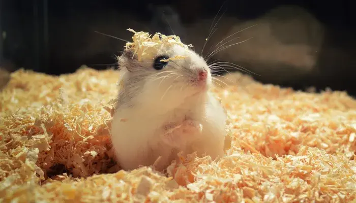 Descobrindo o Mundo do Hamster Anão Russo