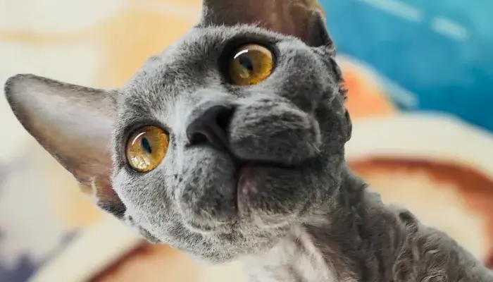 Devon Rex: Um Gato Perfeito Para Todas As Ocasiões