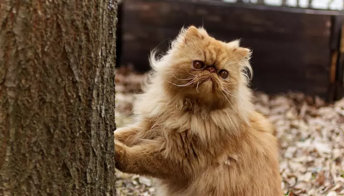 Descubra porque os Gatos Persas são uma das raças mais populares do mundo!