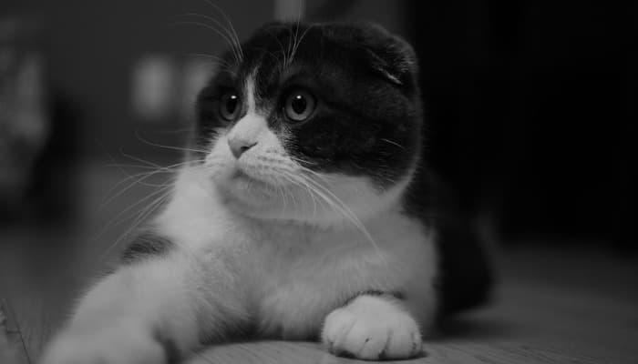 Conheça O Scottish Fold: Adicione Uma Pitada De Fofura Ao Seu Lar