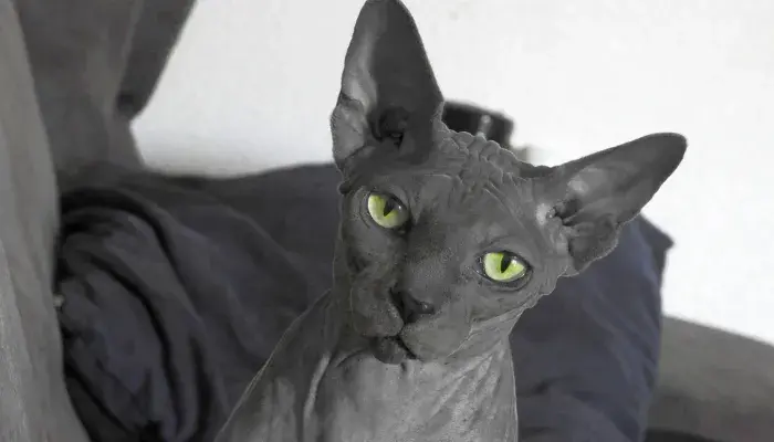 Nunca mais se preocupe com alergias de pelo tendo um Sphynx