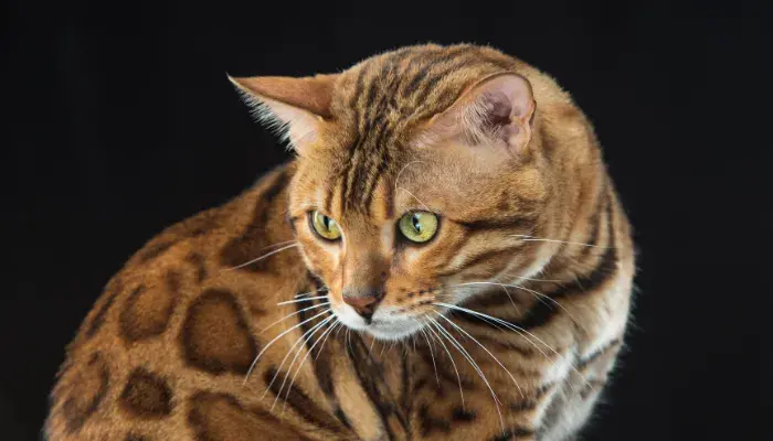 Bengal