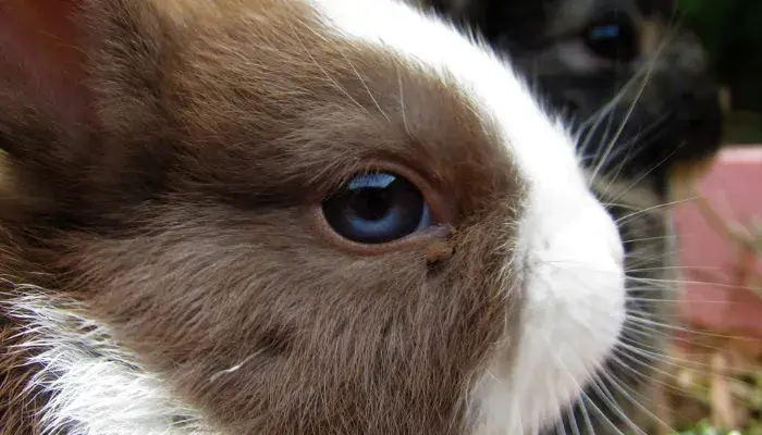 Descubra Os 5 Motivos Pelos Quais O Coelho Netherland Dwarf É A Escolha Perfeita Para Sua Família!