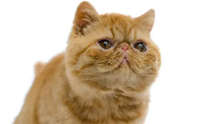 Exóticos: os gatos mais elegantes e excêntricos para sua casa