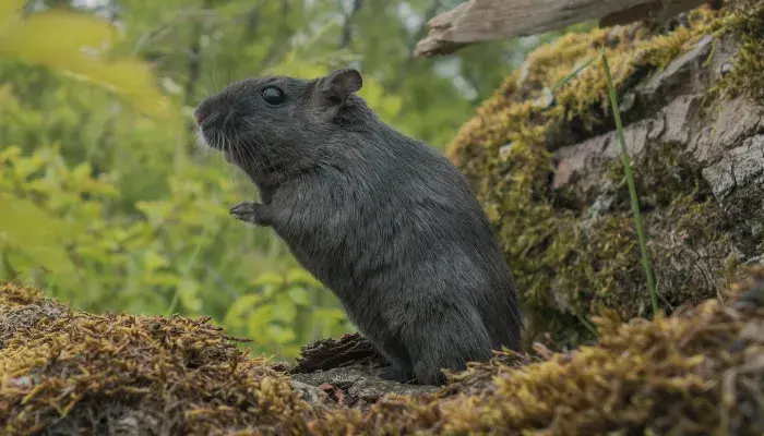 Gerbil: O Roedor Inteligente E Divertido Que Conquistará Seu Coração