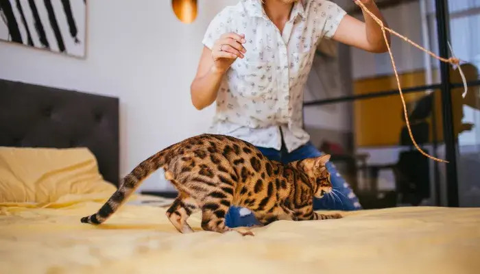 Mantenha seu gato entretido por horas com esses truques incríveis!