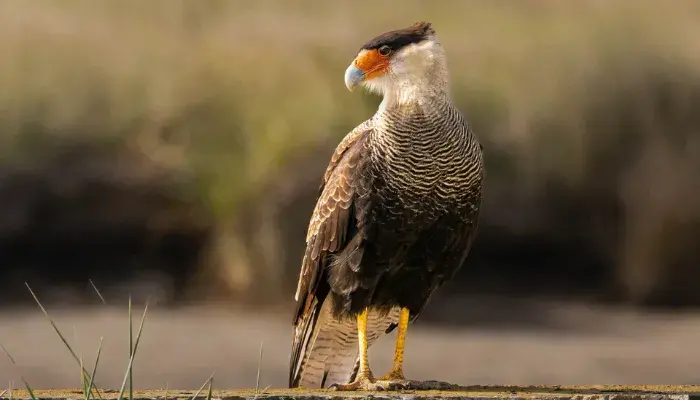 Não Perca A Chance De Aprender Tudo Sobre A Incrível Ave Caracará: Confira!