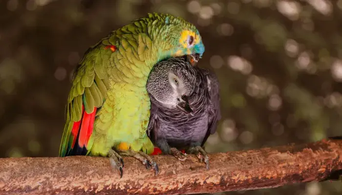 Papagaios: Tudo O Que Você Precisa Saber Para Escolher O Pet Certo!
