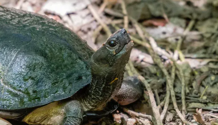 Ter ou não ter? Considerações importantes para aquisição de uma tartaruga
