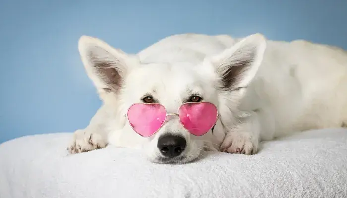 12 Curiosidades Caninas: Fatos Fascinantes que Irão te Surpreender