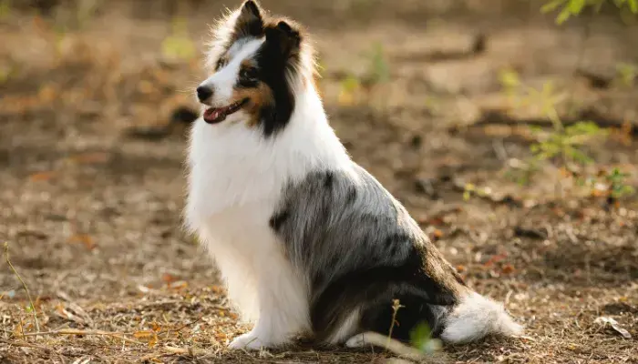 Amor Em Forma De Patas: As Raças De Cachorro Mais Afetuosas