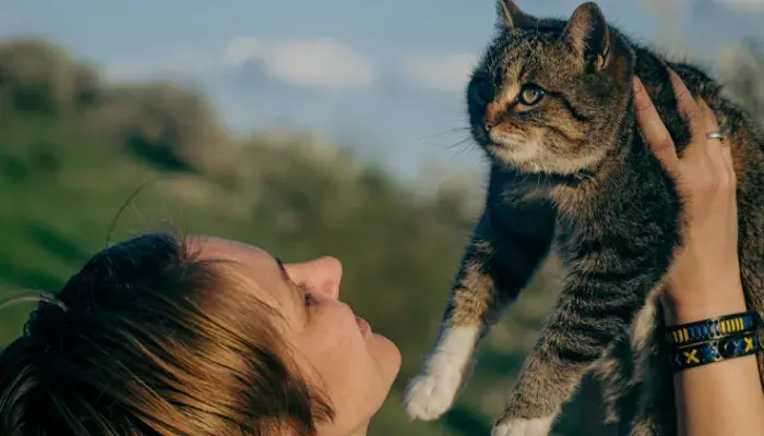 Como Treinar O Seu Gato: Um Guia Para Iniciantes