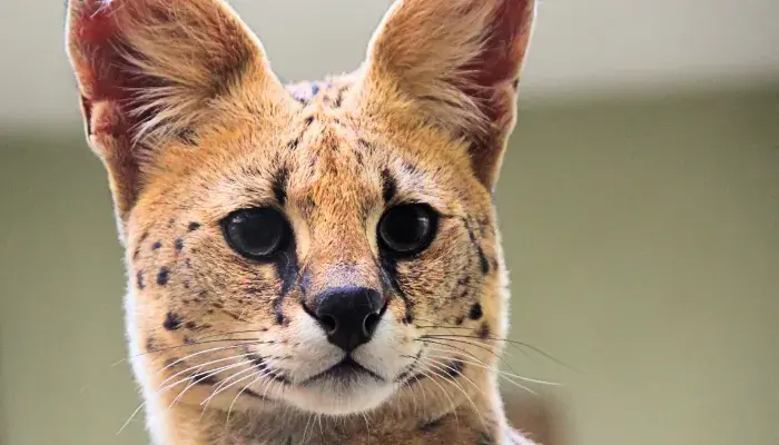 Compreenda As Polêmicas Do Ashera: O Gato Mais Caro Do Mundo