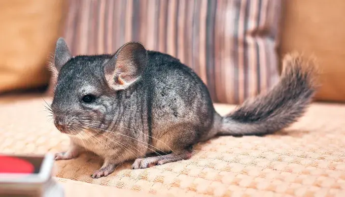Cuidados com chinchilas: 7 passos essenciais para garantir o bem-estar desse roedor