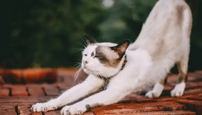 Curiosidades Sobre Gatos: Explore O Desconhecido Mundo Dos Felinos Domésticos