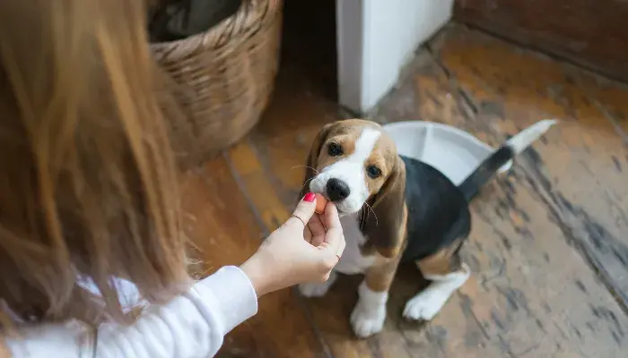 Descubra A Fascinante História Do Beagle: Surpreenda-Se Já!